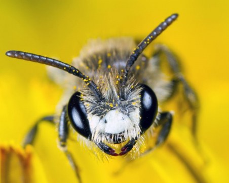 Петиция за спасяване на пчелите направи фурор в Германия