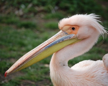 Розовият пеликан, прострелян от бракониери край Бургас, вече е на свобода