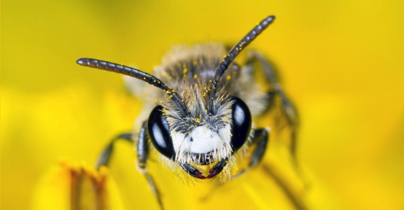 Петиция за спасяване на пчелите направи фурор в Германия