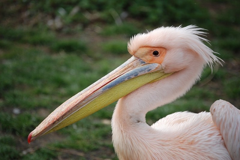 Розовият пеликан, прострелян от бракониери край Бургас, вече е на свобода