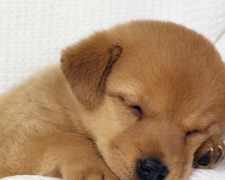 Платихте ли таксата за кучето? Срокът е до 31 март