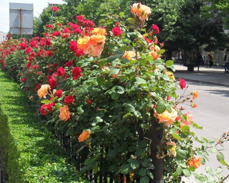 Пловдив разцъфва! Засаждат стотици рози от дивни сортове по булевардите в града под тепата