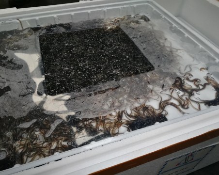 200 кила застрашен вид бебета змиорки спипани на Летище 