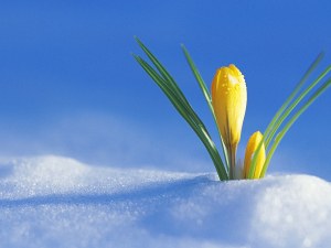 Пролетта – до петък. После заоблачаване, застудяване и… сняг