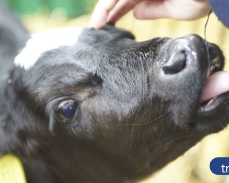 Домашни животни позират пред обективите в панаирните палати СНИМКИ