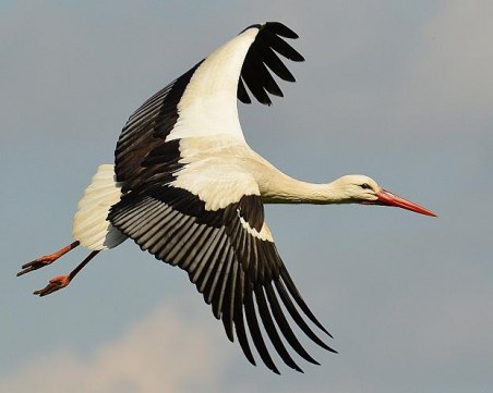 Първият щъркел долетя у нас! Вижте къде
