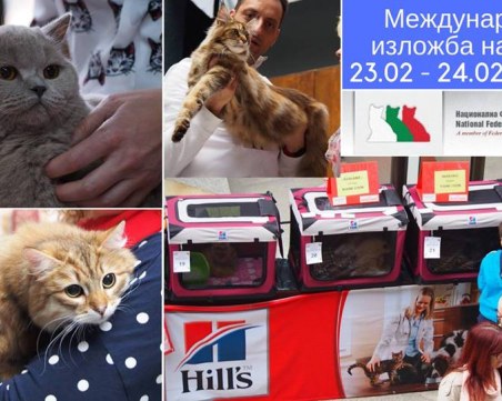 Международна изложба на котки показва екзотични породи в София