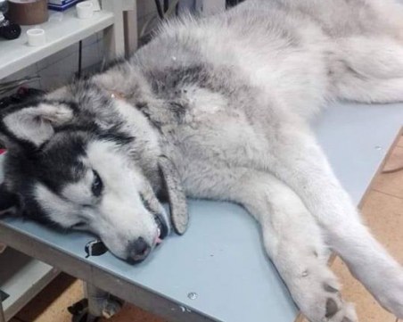 Шофьор блъсна хъски в Пловдив и избяга, момиче с добро сърце го спаси