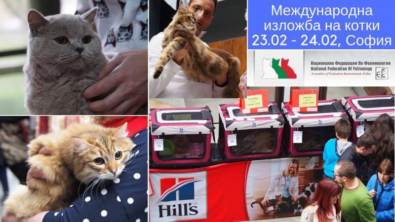 Международна изложба на котки показва екзотични породи в София