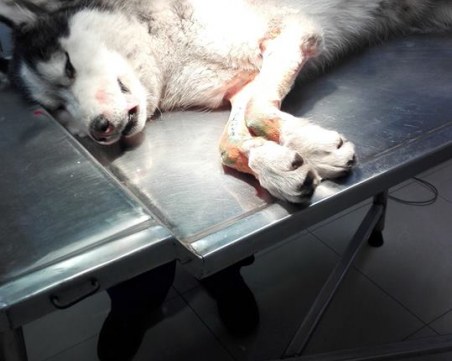 Блъснатото хъски е оперирано, но собствениците му се отказаха от него