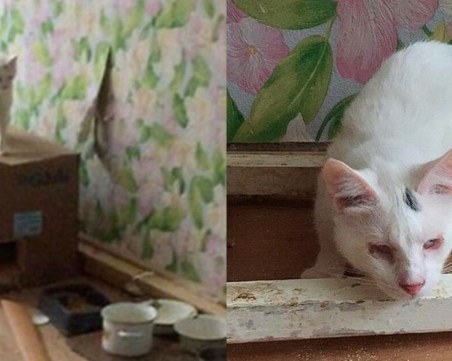 Сами вкъщи! Котки наводниха три апартамента ВИДЕО