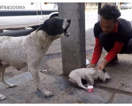 Куче помоли хората да спасят паленцето му ВИДЕО