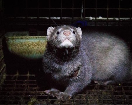 Норки избягаха от ножа в родна ферма. Скриха се до бензиностанция ВИДЕО