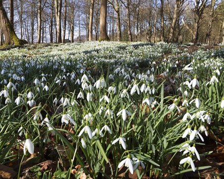 Село край Добрич осъмна с приказен килим от кокичета