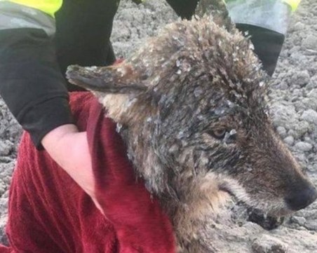 Спасиха куче от ледените води на река, оказа се вълк СНИМКИ