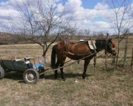 Жигули помете талига край Пловдив, счупи крака на каруцаря