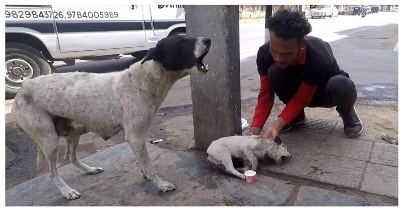 Куче помоли хората да спасят паленцето му ВИДЕО