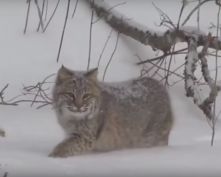 Рис, дебнещ катерица в снега, предизвика фурор в социалните мрежи ВИДЕО