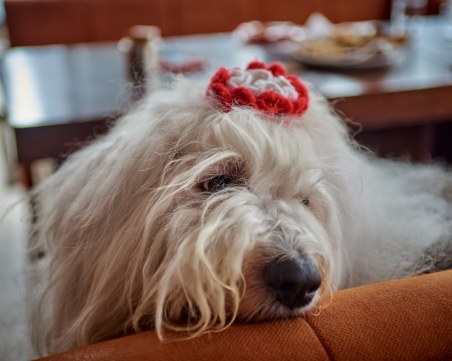 Деца и Баба Марта помагат на болни деца в компанията на бобтейла Мон СНИМКИ