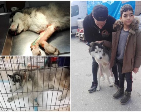 Хъскито, блъснато от кола в Пловдив, бе прибрано от стопаните си СНИМКИ