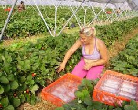 Към родопчанка: Имаш големи гърди? Забрави за гурбет на Острова!