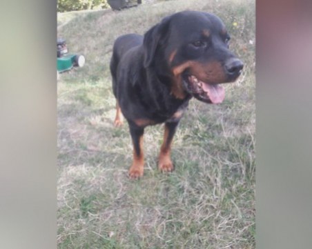 Масово отравяне на домашни кучета в Банкя