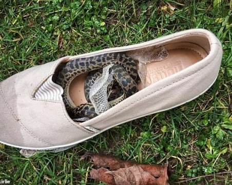 Жив сувенир! Шотландска туристка се прибра от Австралия със змия в обувката си