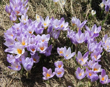 Зимата си тръгва, градусите хукват нагоре. В петък и през уикенда – пролет!