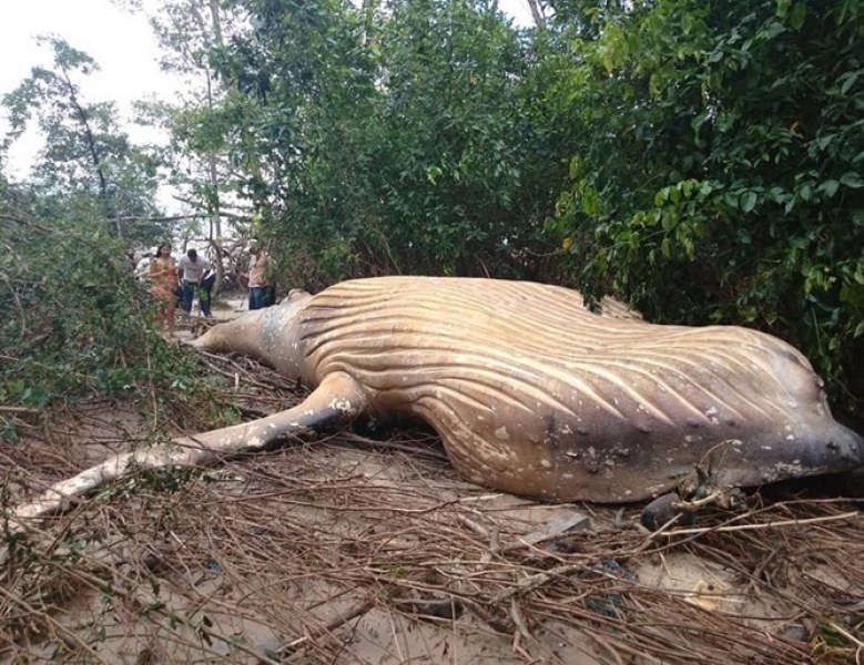 Мъртъв кит по средата на амазонската джунгла? ВИДЕО