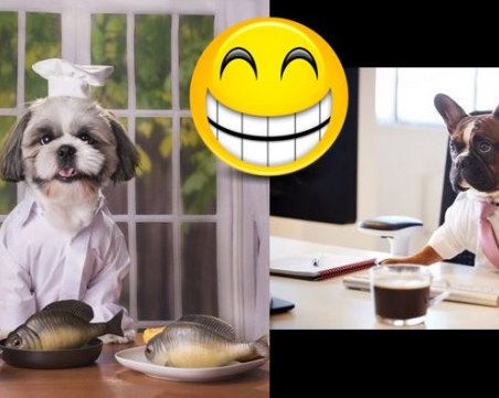 12 очарователни снимки на кучета, облечени в работно облекло ГАЛЕРИЯ