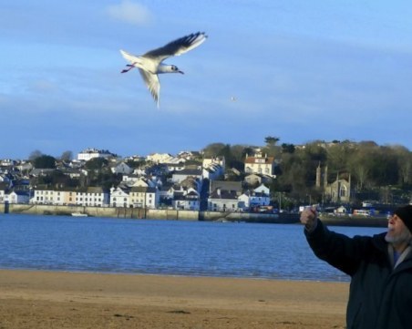 Чайка идва при спасителя си всеки ден вече 12 години