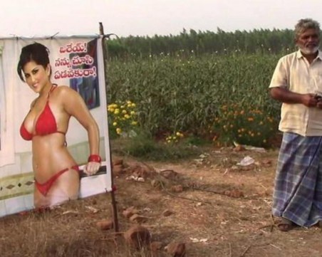 Индиец пази реколтата си със снимки на порно звезда ВИДЕО