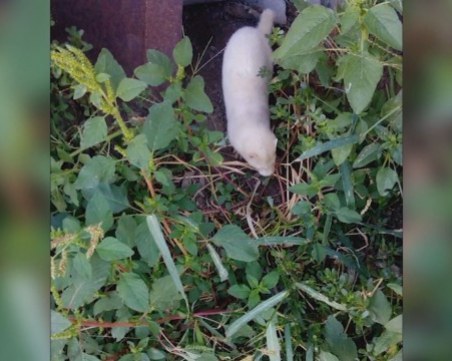 Избягали норки от ферма за кожи тероризират старозагорско село