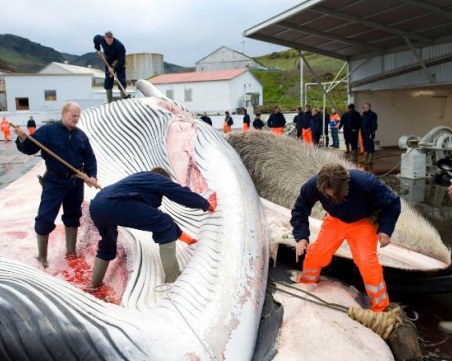 Избиват над 2000 кита в Исландия през следващите 5 години. Защо?