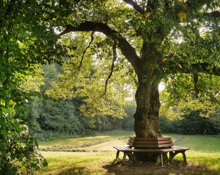 Заобиколените от зелени площи деца, растат с по-добро психично здраве