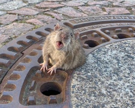 Няколко излишни килца отгоре и... дебел плъх засяда в шахта?! ВИДЕО