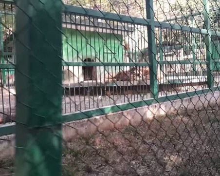 49-годишен мъж се обеси в зоопарка в Разград