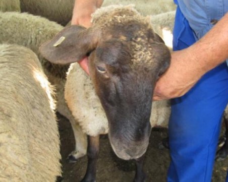 Нови случаи на заболели животни от бруцелоза в Кюстендилско