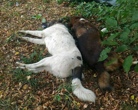 Трупове на кучета стреснаха жители на Кричим, опасяват се, че са отровени