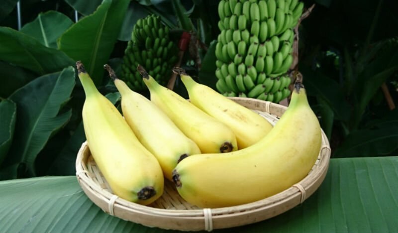 Банан с кора, която се яде, направиха японци СНИМКИ