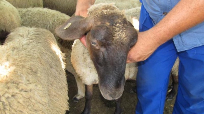 Нови случаи на заболели животни от бруцелоза в Кюстендилско