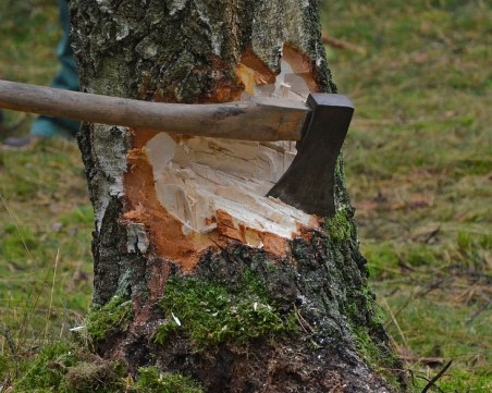 Сеч на 30-годишни дървета в Сливен, жителите плашат с жива верига