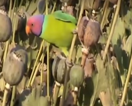 Папагали извършват набези над макови плантации, за да се дрогират с опиум ВИДЕО