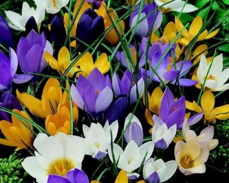 Проверяват за незаконна търговия на защитени цветя