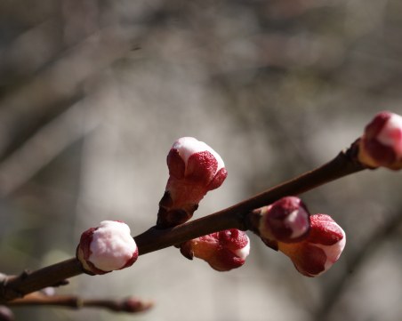 Предсрочна пролет: Настани се слънчево време, а градусите до 22°C