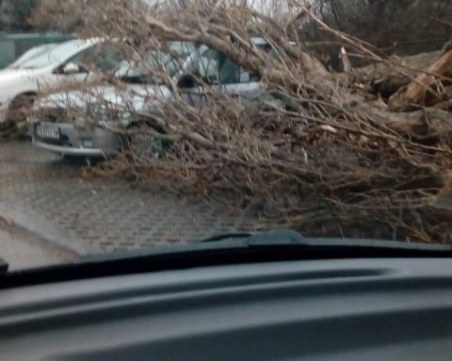 Буря събори топола в Добрич. Смазани са няколко леки коли СНИМКИ