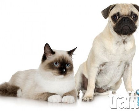 Пловдив стартира кампания за кастрация на домашни кучета и котки