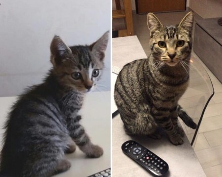 В Рим се появи котешкият Джиджи Буфон ВИДЕО