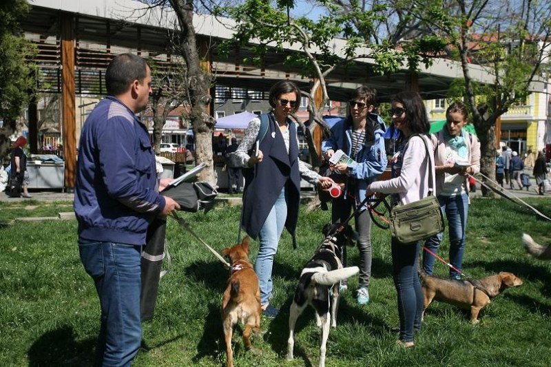 Бял бус снове и изхвърля бездомни кучета в София, карат ги и от Монтана