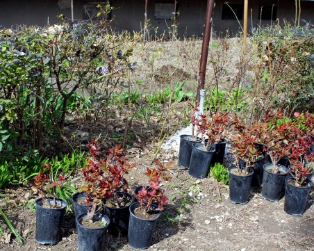 Засадиха рози и цветя пред блок в Пловдив, за да поощрят жителите му